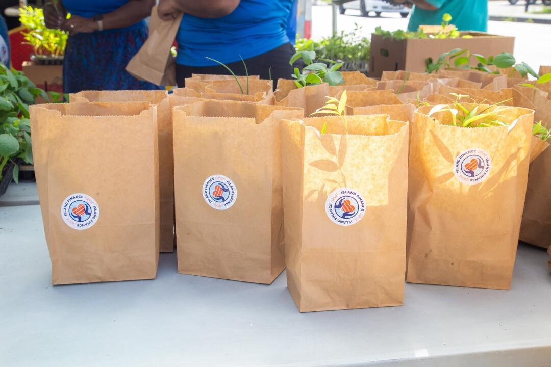 seedlings, Island Finance Trinidad and Tobago